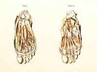 Cold Feet and Blood Circulation